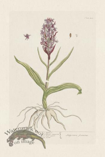 BEE 405 Female Satyrium